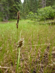 Carex spectabilis