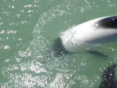 Cephalorhynchus commersonii