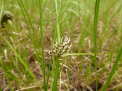Carex spectabilis
