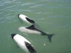 Cephalorhynchus commersonii