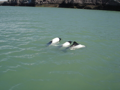 Cephalorhynchus commersonii