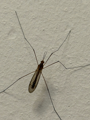 Unknown species found near Okaloosa County, Gulf Islands National Seashore, US-FL, US
