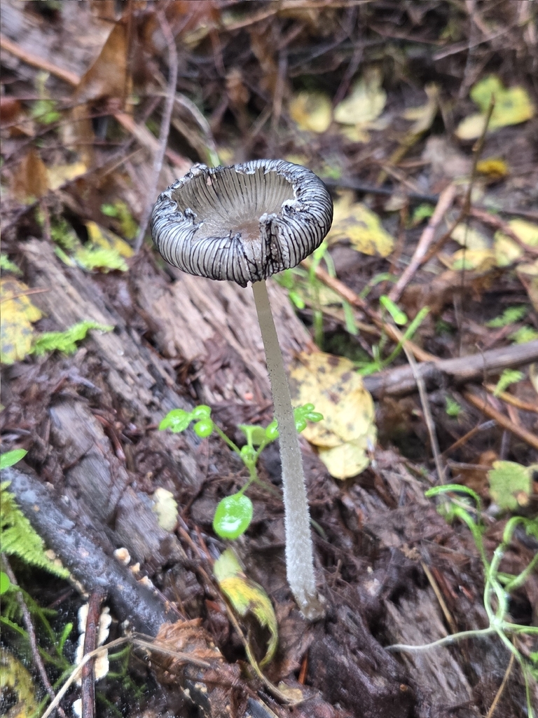 Coprinopsis lagopus · December 2025 · photo: © mandymushii (iNaturalist, cc-by)