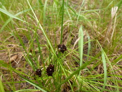 Juncus mertensianus