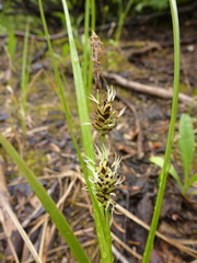 Carex spectabilis