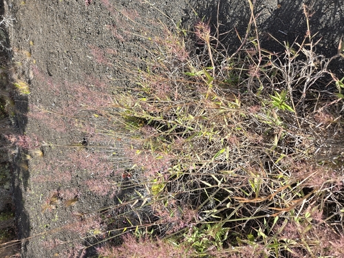 Melinis repens observed 2025-12-18