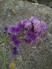Vernonanthura nudiflora