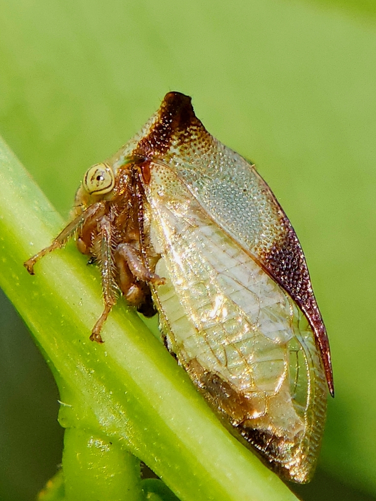 Ceresa ustulata