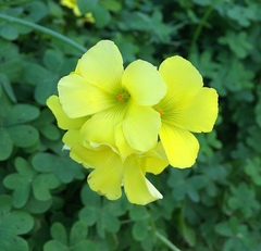 Oxalis pes-caprae
