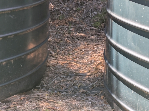 Eastern Brown Snake sighting