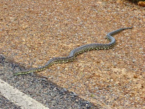 Southwestern Carpet Python sighting