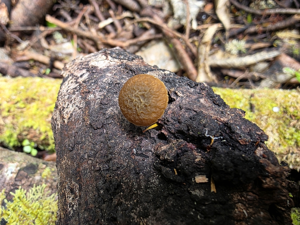 Simocybe phlebophora · December 2025 · photo: © nicnation (iNaturalist, cc-by)