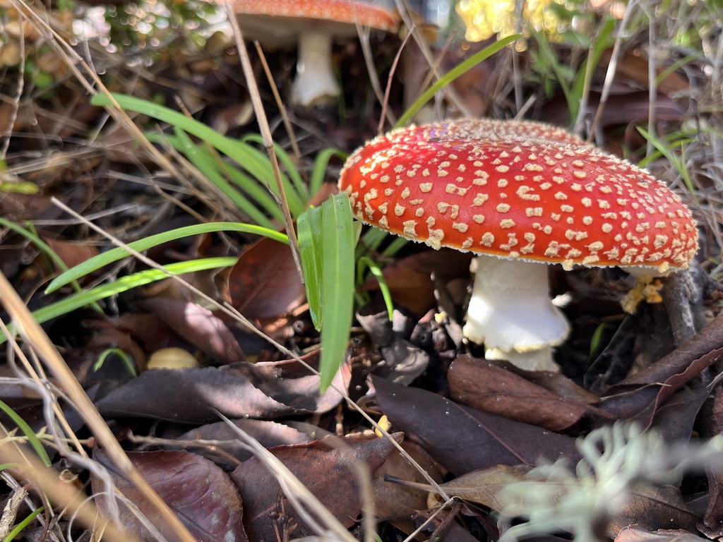 Amanita muscaria flavivolvata · December 2025 · photo: © zephyrmontego (iNaturalist, cc-by-sa)