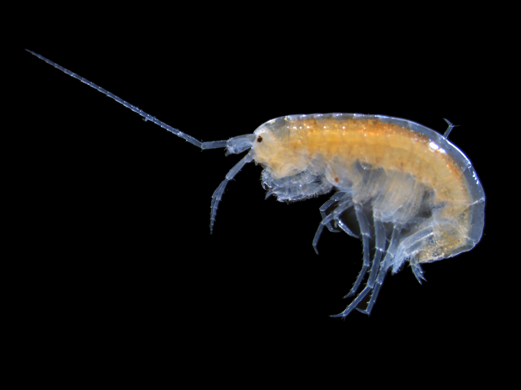 Florida Panhandle Cave Amphipod