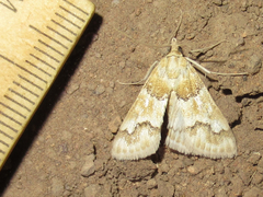 Pseudoschinia elautalis