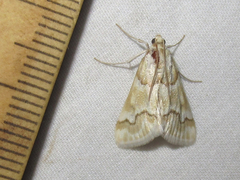 Pseudoschinia elautalis