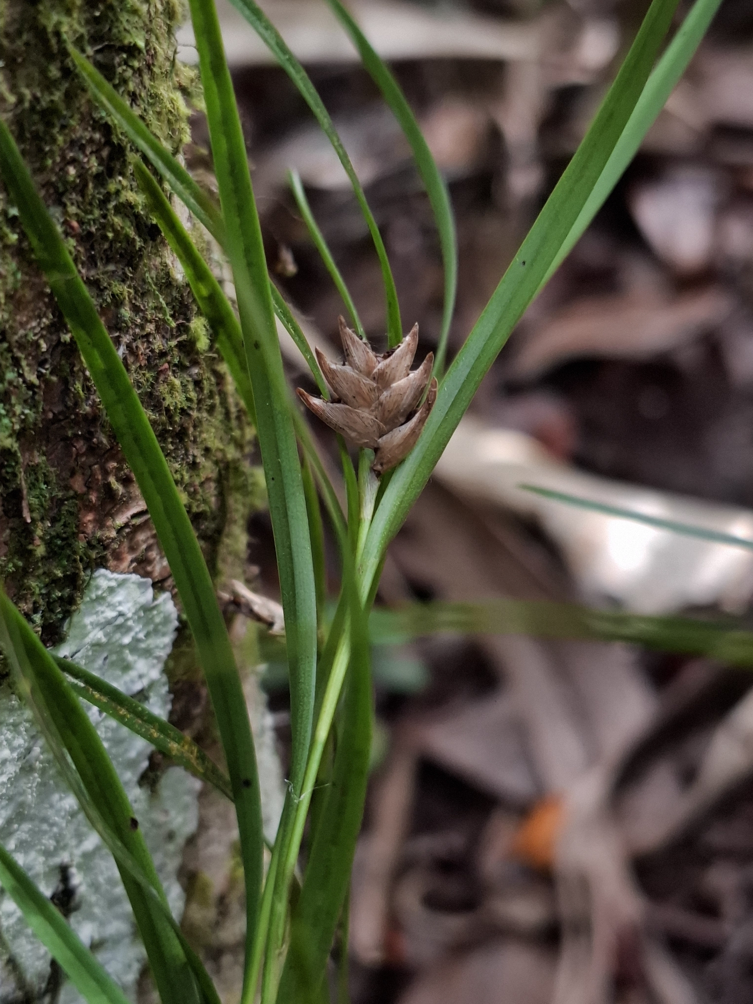 Elleanthus linifolius