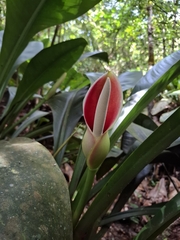 Philodendron insigne