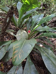 (c) Fabricio Carvalho da Silva, some rights reserved (CC BY) Philodendron insigne, photograph (c) Fabricio Carvalho da Silva, some rights reserved (CC BY)