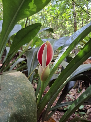 Philodendron insigne, photograph 3