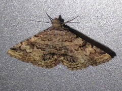 Toxonprucha repentis