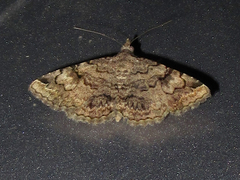 Toxonprucha repentis