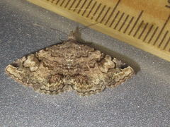 Toxonprucha repentis