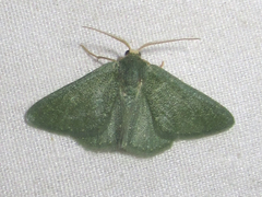 Xerochlora mesotheides
