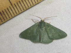 Xerochlora mesotheides