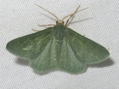 Xerochlora mesotheides