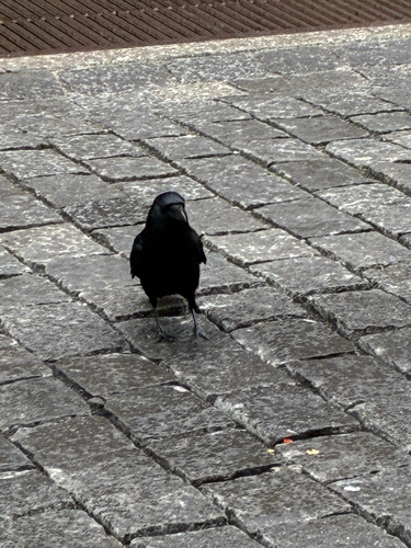 Rabenkrähe
