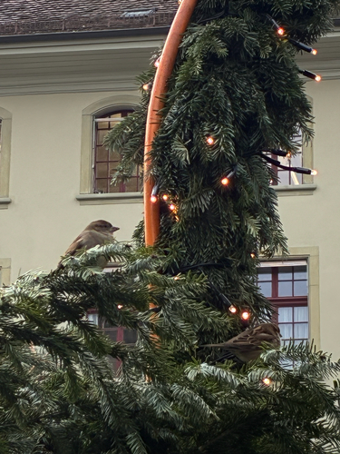 Haussperling