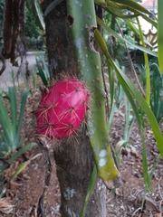 Selenicereus setaceus