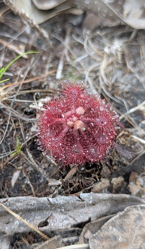 Drosera esmeraldae