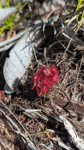Drosera esmeraldae