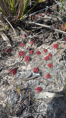 Drosera esmeraldae