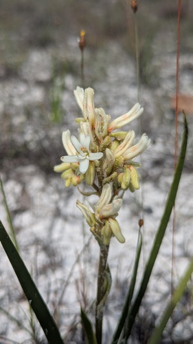Schiekia orinocensis