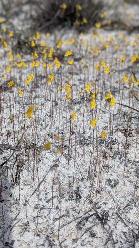Fringed Bladderwort (Utricularia simulans)