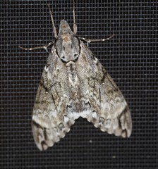 Psilogramma menephron