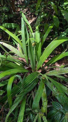 Rapatea paludosa (Rapatea paludosa)