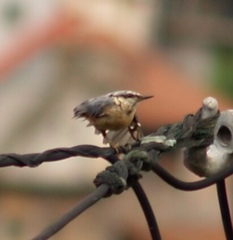Sitta europaea caesia