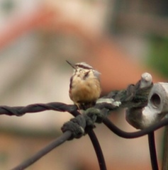 Sitta europaea caesia