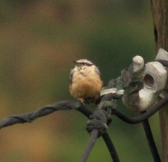 Sitta europaea caesia