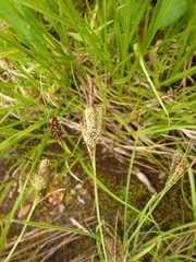 Carex lenticularis