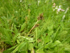 Carex luzulina