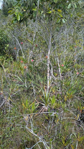Guacamaya superba, photograph 3