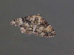 Aporoctena scierodes