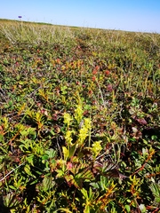 Platanthera tipuloides behringiana