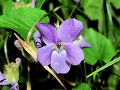 Viola