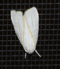 Cryptophasa flavolineata
